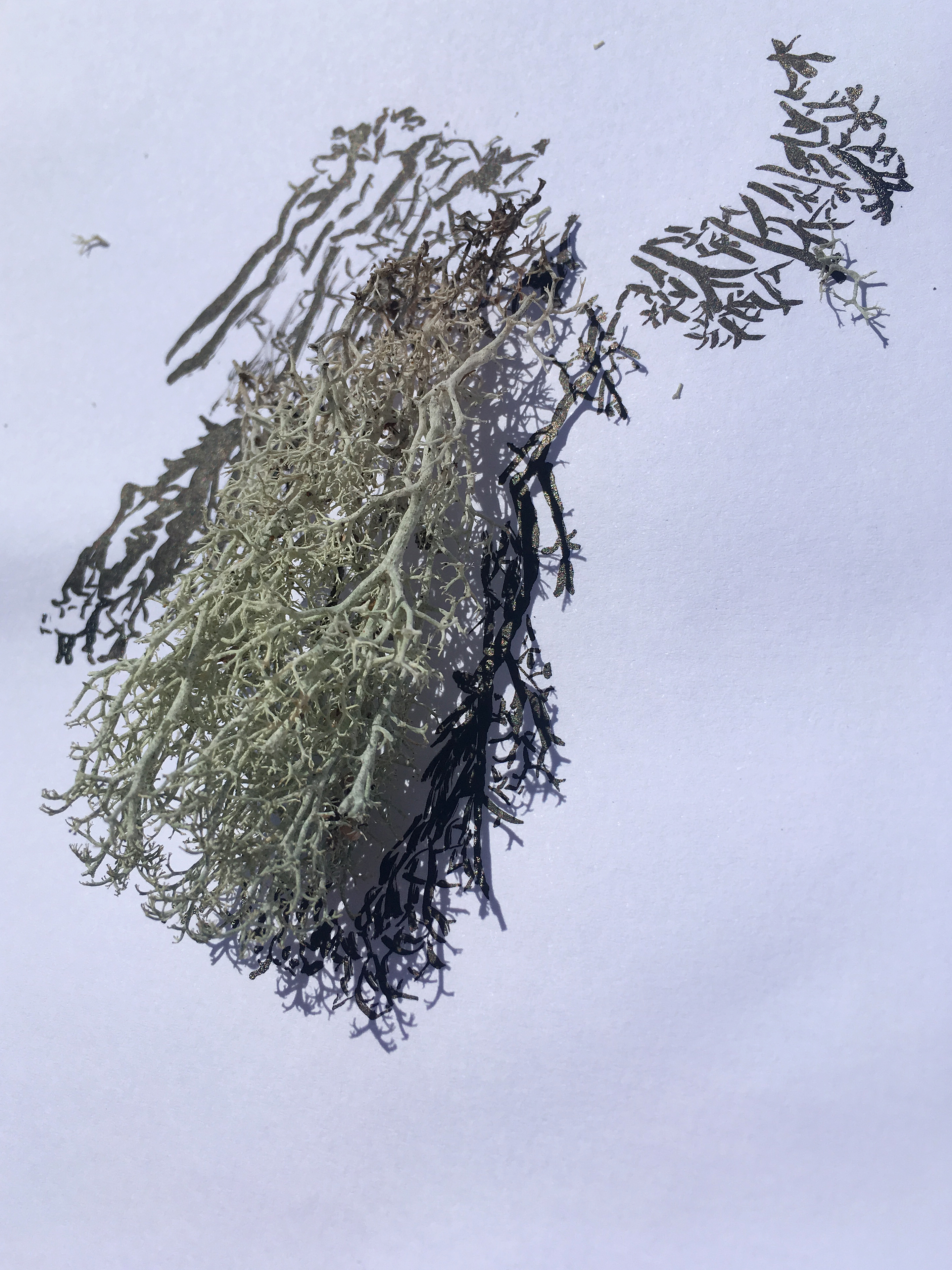 photograph of heather like plant on a piece of paper casting a shadow drwawn over with black ink